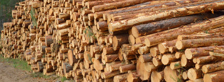 Freshly made firewood in the evergreen forest, pine tree logs close-up. Environmental damage,...