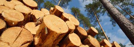 Freshly made firewood in the evergreen forest, pine tree logs close-up. Environmental damage,...