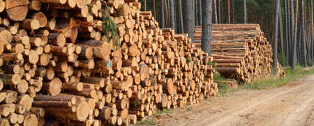 Freshly made firewood in the evergreen forest, pine tree logs close-up. Environmental damage,...