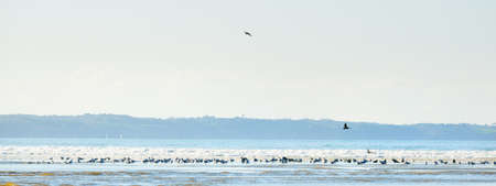 A view from the sandy coast of bay of Douarnenez, seagulls close-up. Clear blue sky. Reflections on the water. Waves and water splashes. Brittany, France. Travel destinations, leisure activity themeの写真素材