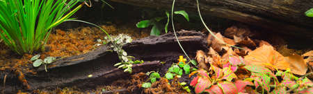 Zoo display, terrarium with colorful plants and tree logs close-up. Zoology, biology, wildlife,...