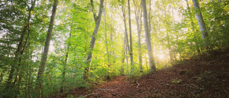 Mighty green beech trees, ancient tree trunks. Early autumn. Sunlight. Dark atmospheric landscape....