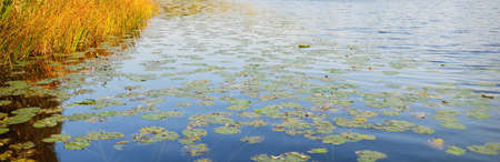 Aquatic plants Nymphaea. Lake shore at sunset. Clear blue sky, soft sunlight. Idyllic rural scene. Pastoral landscape. Ecological resort, nature reserve, park, botany. Early autumnの写真素材