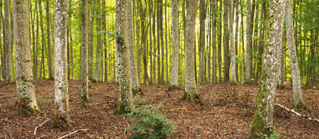 Mighty green beech trees, ancient tree trunks. Early autumn. Sunlight. Dark atmospheric landscape. Pure nature, ecology, environment, eco tourismの写真素材
