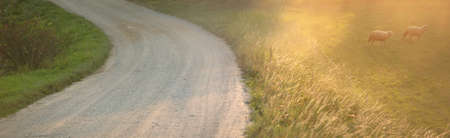 Winding rural road (alley) through the village and deciduous trees. Soft golden evening light, sunbeams. Sheeps grazing in a green meadow close-up. Eco tourism, cycling, vacations, recreation, farmの写真素材