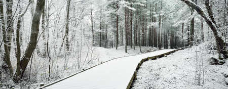 Modern wooden pathway (boardwalk) through evergreen forest after a blizzard. Mighty trees covered with the first snow. Atmospheric landscape. Idyllic rural scene. Winter wonderland. Nature, ecotourismの写真素材