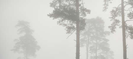 Picturesque monochrome scenery of the evergreen forest in a thick white fog at sunrise. Pine and fir trees close-up. Atmospheric autumn landscape. Fall season, ecology, environment, deforestationの写真素材