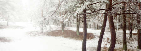 Pathway through the hills of the evergreen forest in a fog. Mighty pine, spruce, fir trees covered by the first snow. Early winter. Atmospheric landscape. Ecotourism, nordic walking, nature, seasonsの写真素材