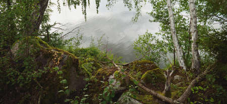 Rocky lakeshore and forest on a sunny summer day. Green trees, plants, moss, lichen. RidÃ¶n...