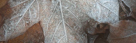 Close-up of brown maple leaves, crystal clear hoarfrost. Texture, background, wallpaper, graphic resources. Silver and golden colors. Dark tones. First snow, climate change, nature. Concept artの写真素材