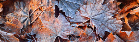 Maple leaves covered with crystal clear hoarfrost. Texture, background, wallpaper, graphic resources. Mysterious blue color. Atmospheric landscape. Winter wonderland. First snow, climate changeの写真素材