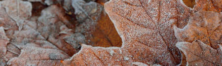 Forest floor of brown (golden) maple leaves covered with crystal clear hoarfrost, close-up. Natural texture, background, wallpaper, graphic resources. Autumn colors, early winter, first snow, climateの写真素材