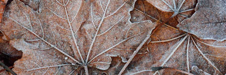 Forest floor of brown maple leaves, crystal clear hoarfrost. Texture, background, wallpaper, graphic...