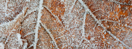 Forest floor of brown maple leaves covered with crystal clear hoarfrost. Texture, background, wallpaper, graphic resources. Silver and golden colors. First snow, climate change, nature, environmentの写真素材