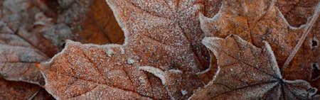 Forest floor of brown maple leaves, crystal clear hoarfrost. Texture, background, wallpaper, graphic resources. Silver and golden colors. Dark tones. First snow, climate change, nature, environmentの写真素材