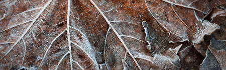 Forest floor of brown (golden) maple leaves covered with crystal clear hoarfrost, close-up. Natural texture, background, wallpaper, graphic resources. Autumn colors, early winter, first snow, climateの写真素材