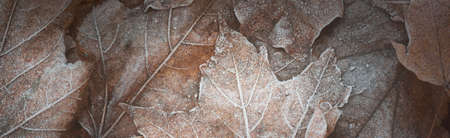 Close-up of brown maple leaves, crystal clear hoarfrost. Texture, background, wallpaper, graphic resources. Silver and golden colors. Dark tones. First snow, climate change, nature. Concept artの写真素材