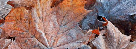 Maple leaves covered with crystal clear hoarfrost. Texture, background, wallpaper, graphic resources. Mysterious blue color. Atmospheric landscape. Winter wonderland. First snow, climate changeの写真素材