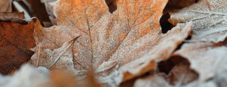 Forest floor of brown (golden) maple leaves covered with crystal clear hoarfrost, close-up. Natural texture, background, wallpaper, graphic resources. Autumn colors, early winter, first snow, climateの写真素材