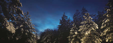 Illuminated evergreen pine forest at sunset. Mighty spruce trees. Dramatic twilight sky.Atmospheric winter landscapeの写真素材