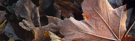 Forest floor of brown maple leaves covered with crystal clear hoarfrost. Texture, background, wallpaper, graphic resources. Silver and golden colors. First snow, climate change, nature, environmentの写真素材
