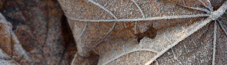 Extreme close-up of brown maple leaf, crystal clear hoarfrost. Texture, background, wallpaper,...