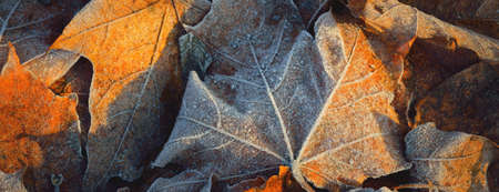 Forest floor of brown maple leaves, crystal clear hoarfrost. Texture, background, wallpaper, graphic...