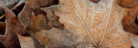 Forest floor of brown (golden) maple leaves covered with crystal clear hoarfrost, close-up. Natural texture, background, wallpaper, graphic resources. Autumn colors, early winter, first snow, climateの写真素材