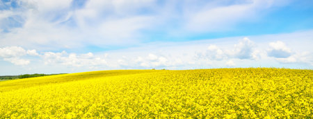 Blooming rapeseed field. Clear blue sky with glowing clouds. Cloudscape. Rural scene. Agriculture, biotechnology, fuel, food industry, alternative energy, environmental conservation. Panoramic viewの写真素材