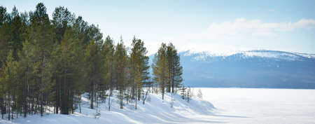 Young pine trees and a frozen lake after a blizzard on a clear day. Mountain peaks in the background. Idyllic winter landscape. Ecology, environment, climate change. Kola Peninsula, Karelia, Russiaの写真素材