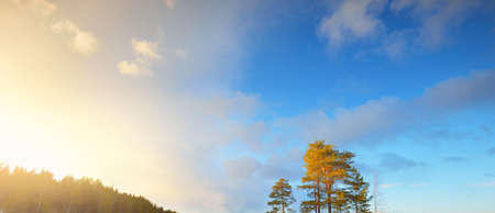 Evergreen pine forest at sunset. Dramatic blue sky, cloudscape, glowing clouds. Nature, ecology, climate change, ecotourism, fickle weatherの写真素材