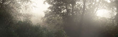 Dark deciduous forest at sunrise. Pure morning sunlight, sunbeams, fog, haze. Trees and bushes...