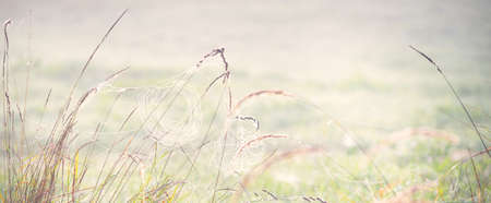 Spider web, plants, dew drops in a morning haze at sunrise, close-up. Natural pattern. Fairy summer scene. Macro photography ,, concept art, graphic resources, insects, environmental conservationの写真素材