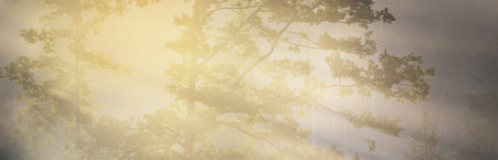 Mysterious evergreen forest at sunrise. Golden sunlight, sunbeams, fog, haze. Pine and spruce trees,...
