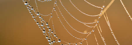 Spider web, plants and dew drops close-up. Natural pattern. Golden background. Soft sunlight....