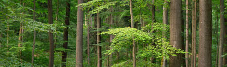 Dark mysterious beech forest. Mighty trees. Sunlight through the tree trunks, green leaves. Summer...