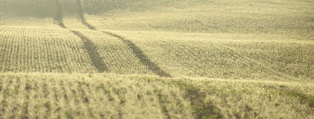Green plowed agricultural field, tractor tracks, close-up. Picturesque panoramic landscape. Rural...
