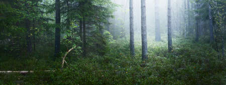 Evergreen forest in a thick white fog at sunrise. Fir and pine trees close-up. Tranquil mysterious landscape. Environmental conservation in Kemeri national park, Latviaの写真素材