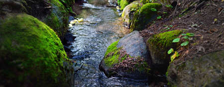 Small river (stream) in the dark evergreen forest. Crystal clear water, rocks, moss, fern, plants...