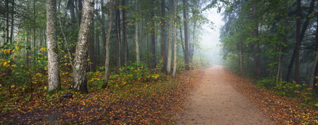Pathway through the evergreen forest in a mysterious morning fog, natural tunnel of the colorful...