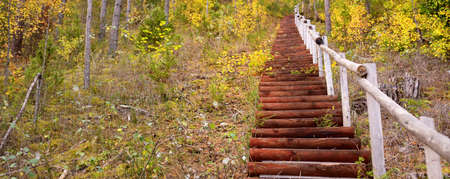 Wooden forest stairway. Old pine and birch trees, colorful green, yellow, golden leaves close-up....