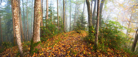 Atmospheric landscape of the forest hills in a fog at sunrise. Golden light, sunbeams. Green trees,...