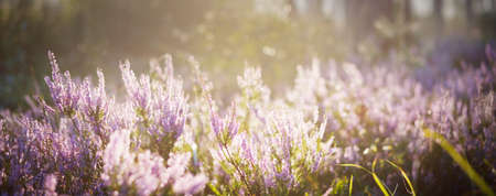 Forest floor of blooming purple heather flowers, close-up. Evergreen pine trees blurred in bokeh....