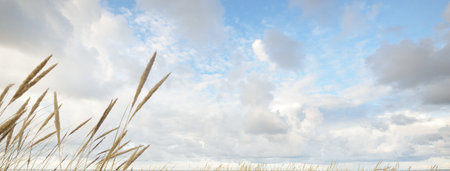 Ornamental clouds. Dramatic sky. Epic storm cloudscape. Soft sunlight. Panoramic image, texture, background, graphic resources, design, copy space. Meteorology, heaven, hope, peace conceptの写真素材