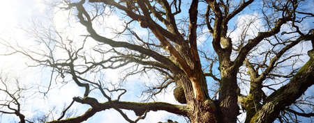 A low-angle shot of the old mossy oak tree without leaves against clear blue sky. Early spring....