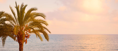 Palm on the sandy beach on a summer day. Pink sunset clouds, soft sunlight. Mediterranean sea, Alicante, Spain. Tropical paradise. Vacations, travel, cruise, recreation, leisure activity, relaxationの写真素材
