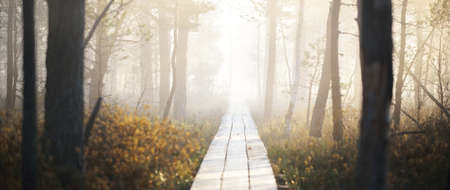 A wooden pathway trough the coniferous forest in a thick mysterious fog at sunrise. Cenas tirelis, Latvia. Sunlight through the old tree trunks. Idyllic autumn landscape. Natural tunnel, fairy sceneの写真素材