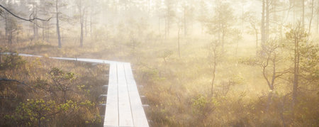 A wooden pathway trough the coniferous forest in a thick mysterious fog at sunrise. Cenas tirelis, Latvia. Sunlight through the old tree trunks. Idyllic autumn landscape. Natural tunnel, fairy sceneの写真素材