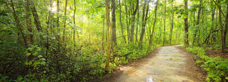 Rural road through the mysterious deciduous forest. Old mossy tree trunks close-up, tree silhouettes...