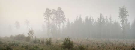 Picturesque monochrome scenery of the evergreen forest in a thick white fog at sunrise. Pine and fir...
